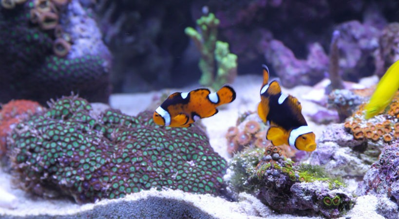 Peces comunes en un acuario