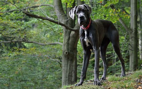 las razas de perros mas grandes que existen