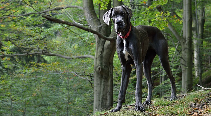las razas de perros mas grandes que existen