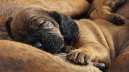 El descanso para los perros