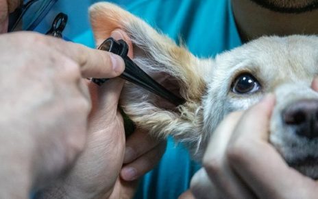 importancia ocuparse de la salud de mascotas