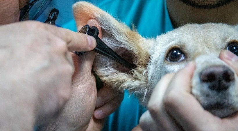 importancia ocuparse de la salud de mascotas