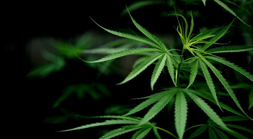 Es legal cultivar cannabis
