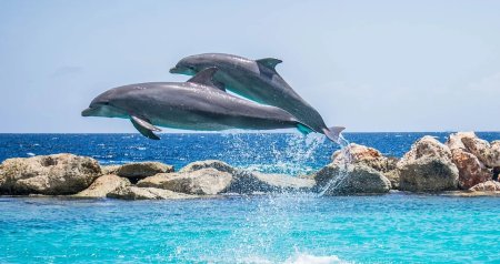 nado con delfines en Puerto Vallarta