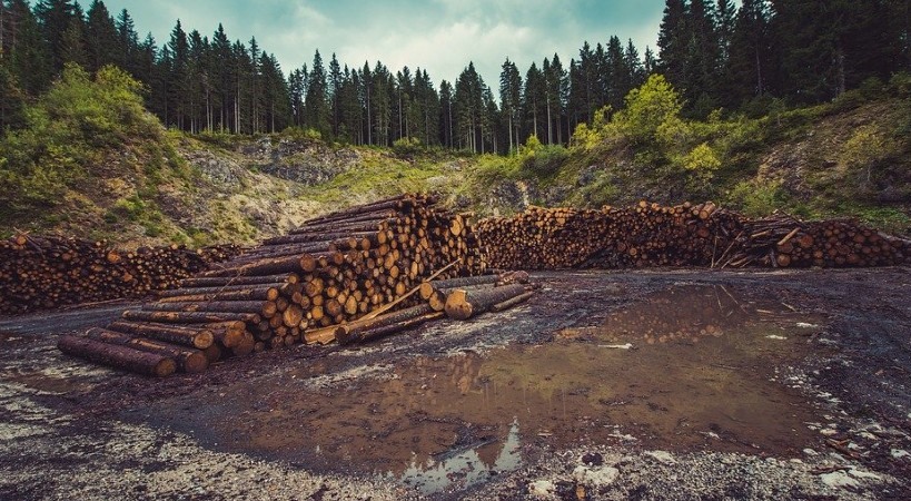 Terrible problema de la deforestación