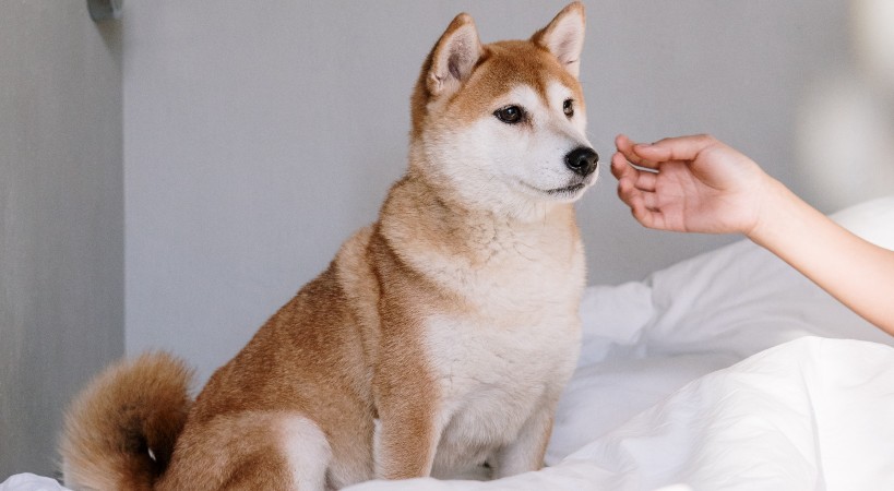 Alimentación canina personalizada