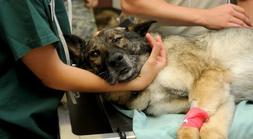 Clínica veterinaria