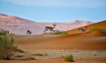 Desierto del Namib