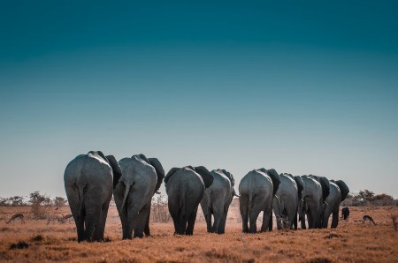 Parque Natural de Etosha