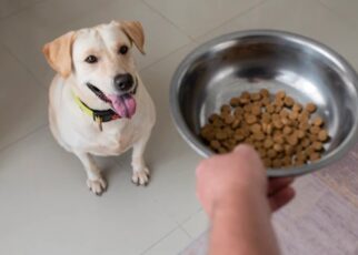 Pienso para perros