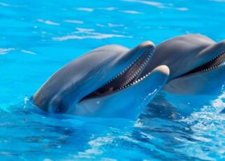 Nado con delfines en Cancún