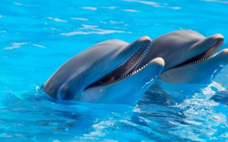 Nado con delfines en Cancún