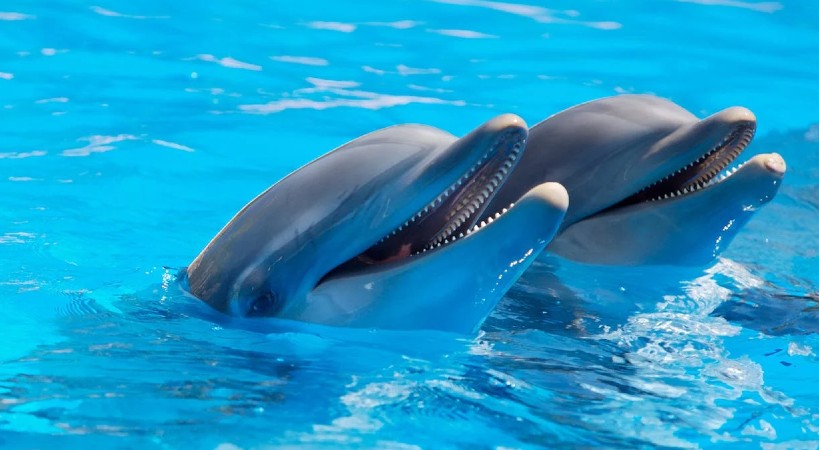 Nado con delfines en Cancún