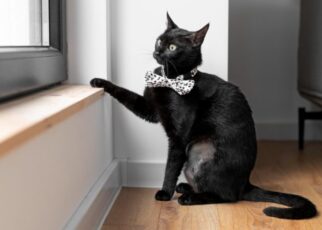 Gato negro