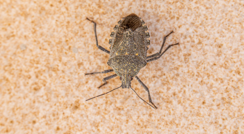 Insecto